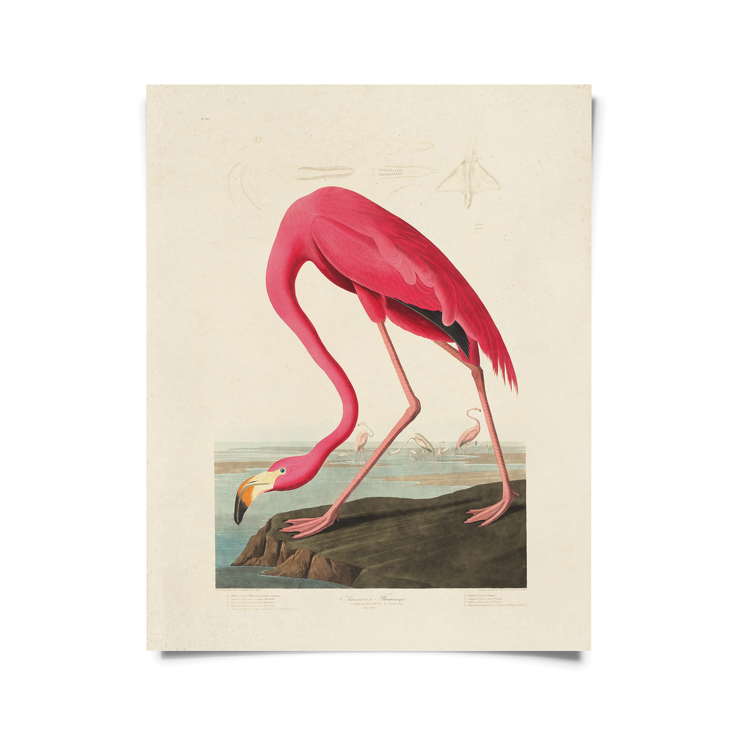 Curious Prints - Vintage Audubon Flamingo Bird Print w/ optional frame